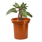 Product image Harry Potter - Mandrake Plush Figure with Sound 35 cm