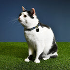 Product image Batman Click-Collar for Dogs Blue