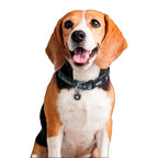 Product image Star Wars - Darth Vader Click-Collar for Dogs Black