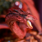 Product image The Lord of the Rings - Smaug Figure